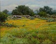 Coreopsis