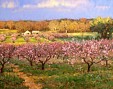 Peach Orchard