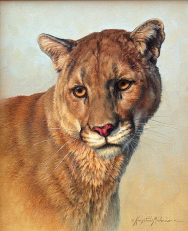 Felis Concolor-Mountain Lion, Melaine