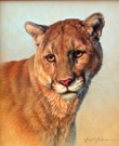 Felis Concolor-Mountain Lion